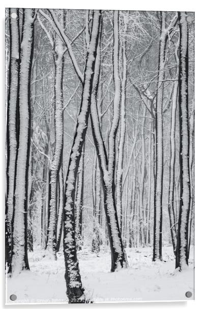 frosted  tree trunks Acrylic by Simon Johnson