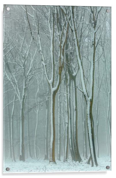 Winter woodland  Acrylic by Simon Johnson