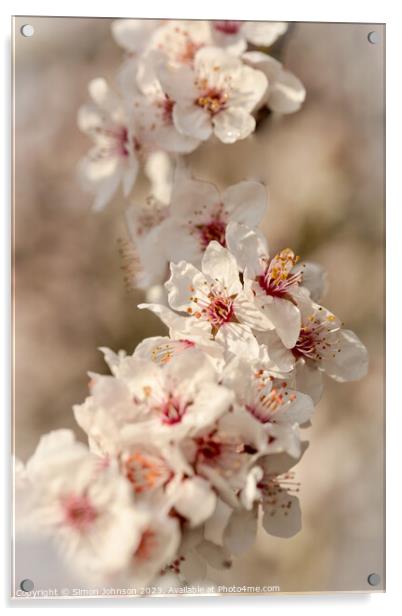 Spring Cherry Blossom Acrylic by Simon Johnson