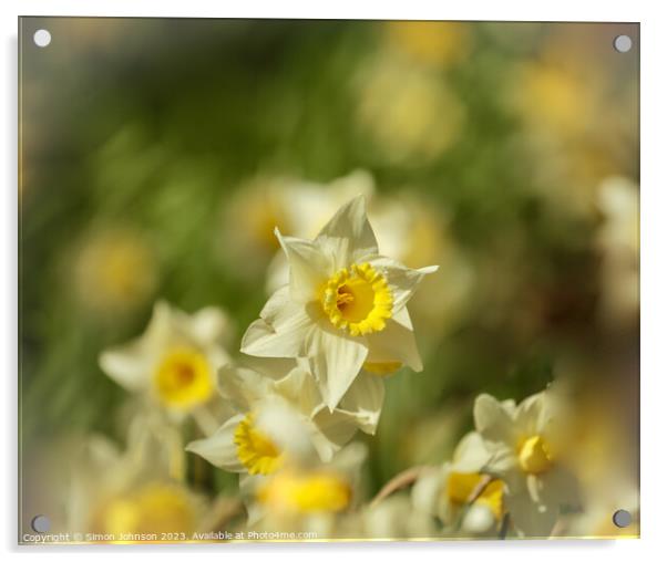 Daffodils flowers Acrylic by Simon Johnson