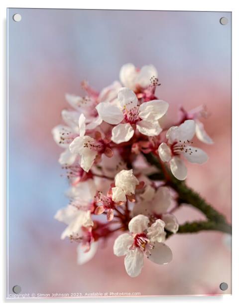 Spring blossom  Acrylic by Simon Johnson