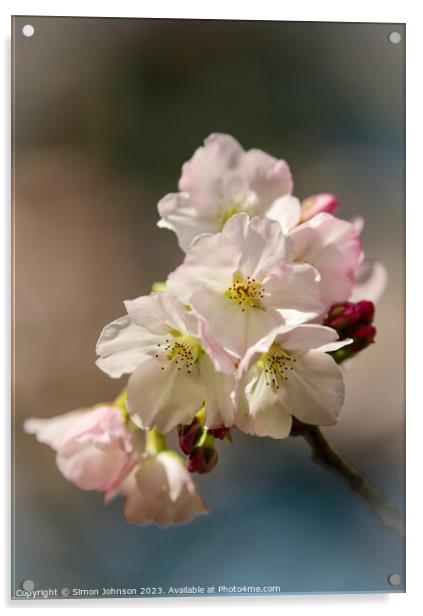 spring Cherry blossom  Acrylic by Simon Johnson