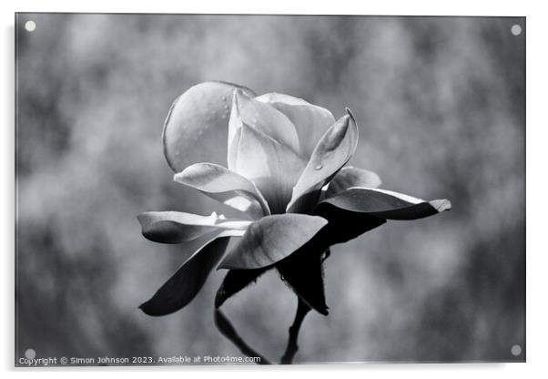 magnolia in monochrome  Acrylic by Simon Johnson