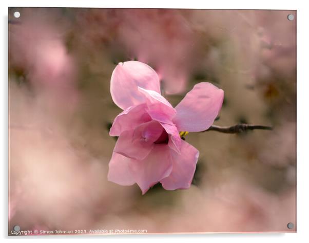 Pink magnolia flower  Acrylic by Simon Johnson