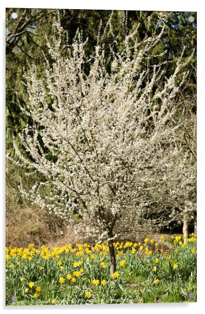 Cherry tree and Daffodils  Acrylic by Simon Johnson