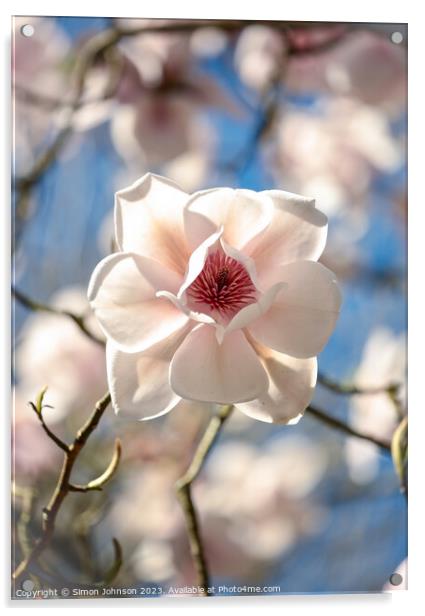 sunlit magnolia flower Acrylic by Simon Johnson