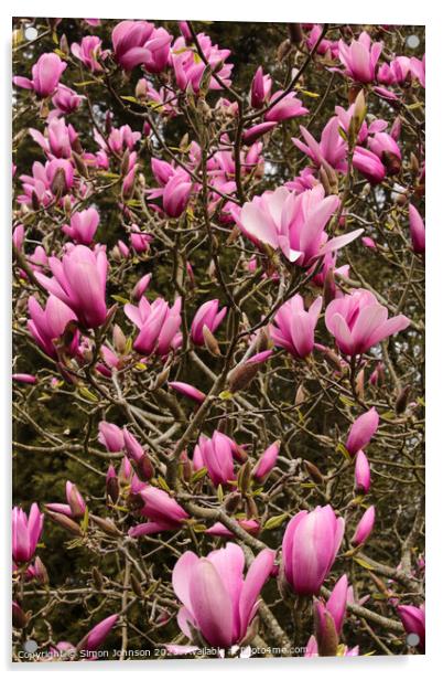 pink magnolia flowers Acrylic by Simon Johnson