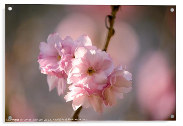 Cherry blossom Acrylic by Simon Johnson