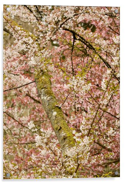 blossom tree profile Acrylic by Simon Johnson