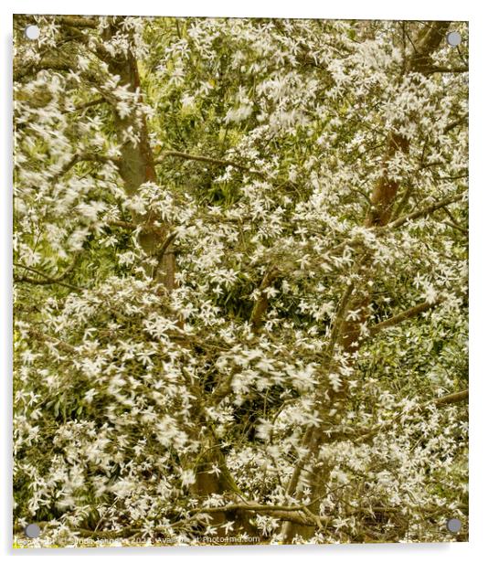 wind blown magnolia blossom Acrylic by Simon Johnson