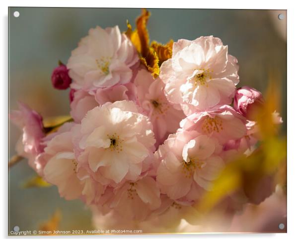 sunlit Blossom Acrylic by Simon Johnson
