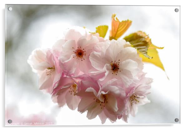 Wind blown Cherry Blossom Acrylic by Simon Johnson