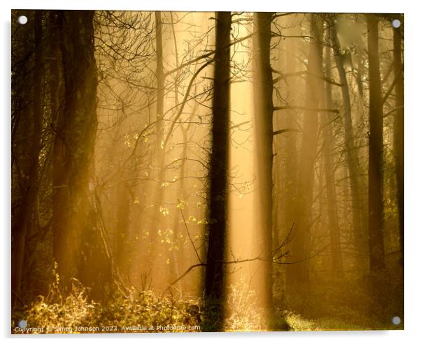 woodland sunlight Acrylic by Simon Johnson