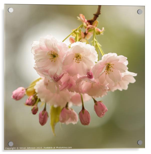 wind blown Cherry blossom  Acrylic by Simon Johnson