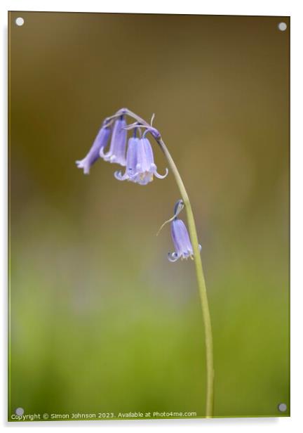 Bluebell  Acrylic by Simon Johnson