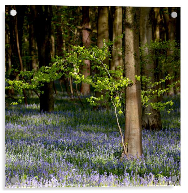 wind blown tree and sunlit bluebells Acrylic by Simon Johnson