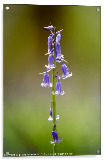 Bluebel;l flower  Acrylic by Simon Johnson