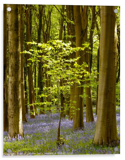 Sunlit tree and bluebell wood Acrylic by Simon Johnson