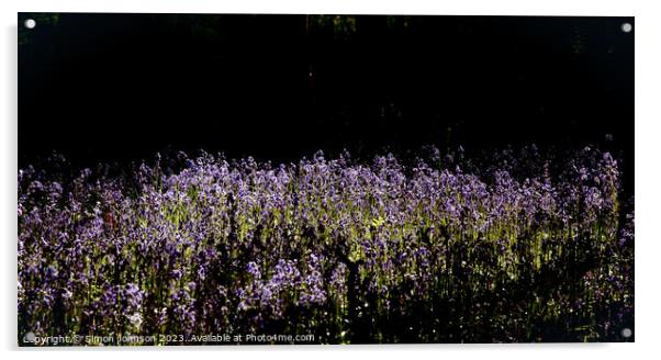 Sunlit Bluebells  Acrylic by Simon Johnson