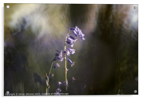 Sunlit bluebell  Acrylic by Simon Johnson