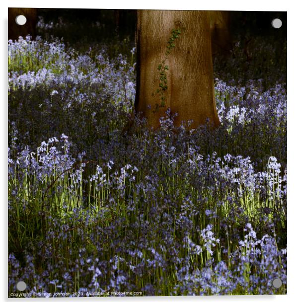 sunlit bluebells Acrylic by Simon Johnson