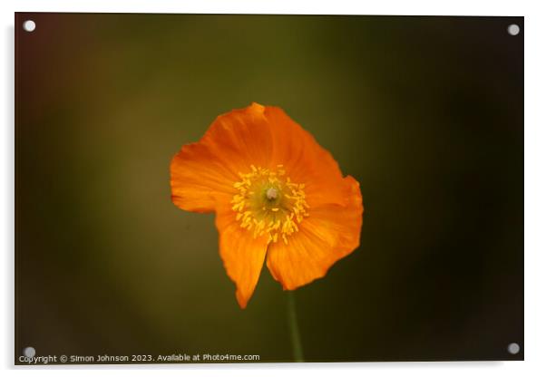 poppy flower Acrylic by Simon Johnson