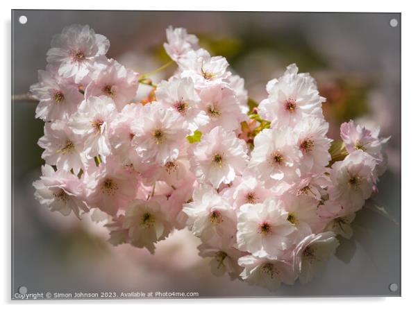 sunlit blossom Acrylic by Simon Johnson