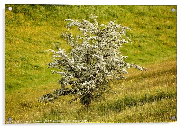 Hawthorn Blossom Acrylic by Simon Johnson