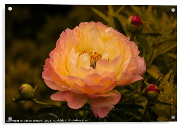 peony flower Acrylic by Simon Johnson