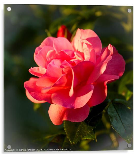 sunlit rose Acrylic by Simon Johnson