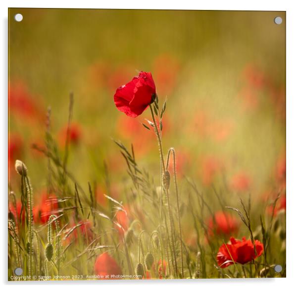 Poppy Flower Acrylic by Simon Johnson