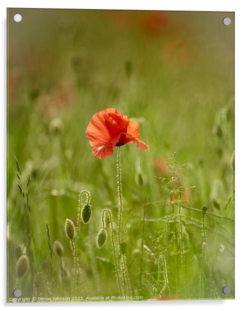 poppy flower  Acrylic by Simon Johnson