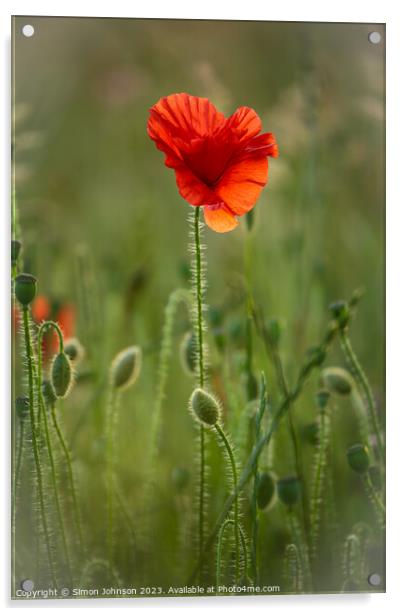 Fiery Poppy Blossom Acrylic by Simon Johnson