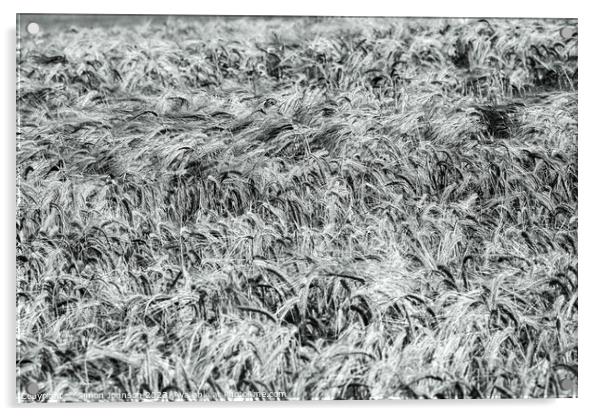 Wind blown wheat black and white Acrylic by Simon Johnson