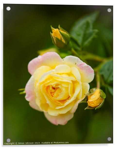 yelow  rose flower Acrylic by Simon Johnson