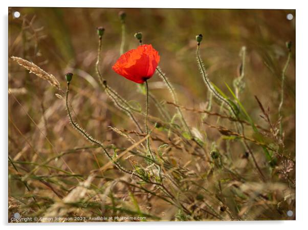 poppyu flower Acrylic by Simon Johnson