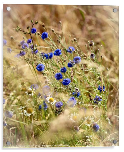  wind blown corn flowers Acrylic by Simon Johnson