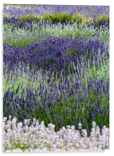 Lavender  Acrylic by Simon Johnson