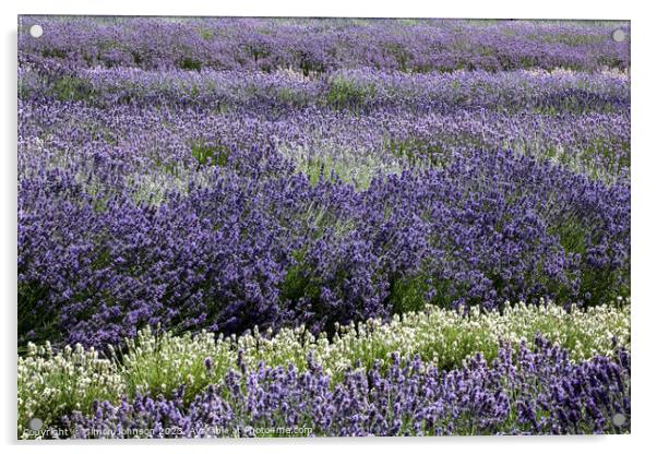 Lavender field Acrylic by Simon Johnson
