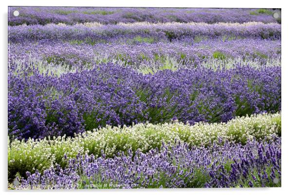 lavender field Acrylic by Simon Johnson