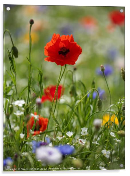 poppy flower Acrylic by Simon Johnson