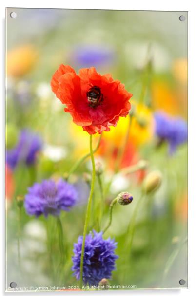 Poppy flower with bee Acrylic by Simon Johnson