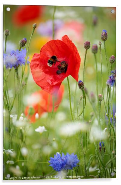 poppy flower with bee Acrylic by Simon Johnson