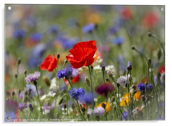 Poppy in wild flower meadow flower Acrylic by Simon Johnson