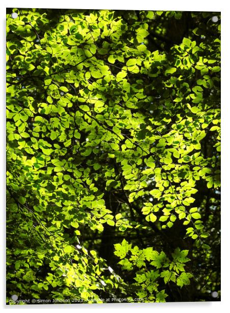 sunlit leaves Acrylic by Simon Johnson