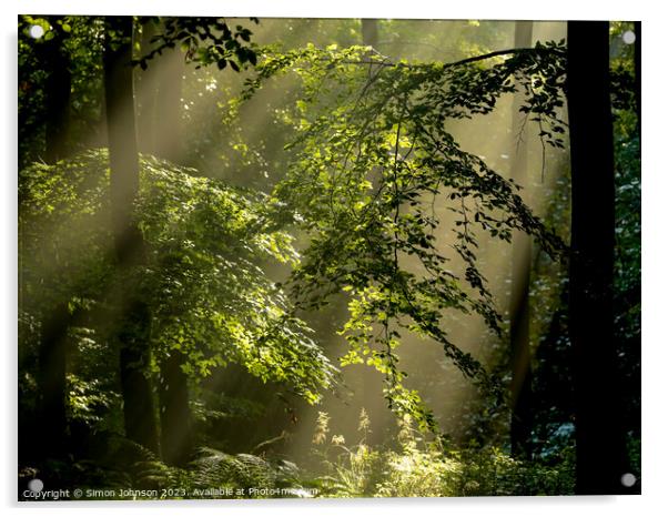 sunlit woodland Acrylic by Simon Johnson