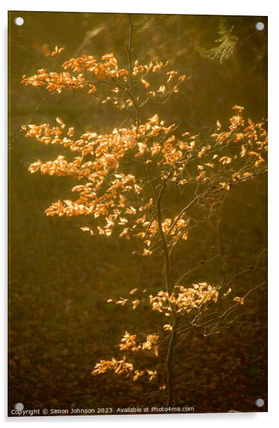 sunlit autumnal leaves Acrylic by Simon Johnson