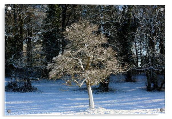  frosted  tree Acrylic by Simon Johnson