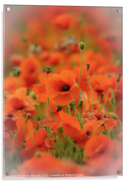 Poppy flower soft focus Acrylic by Simon Johnson