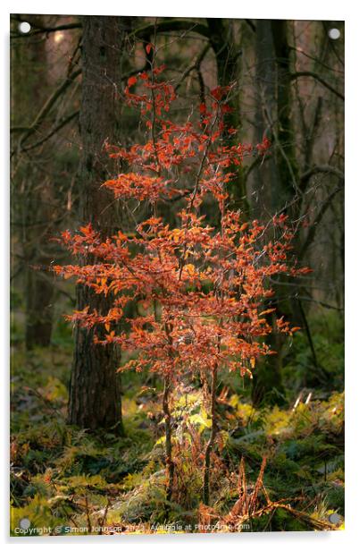 sunlit autumn tree Acrylic by Simon Johnson